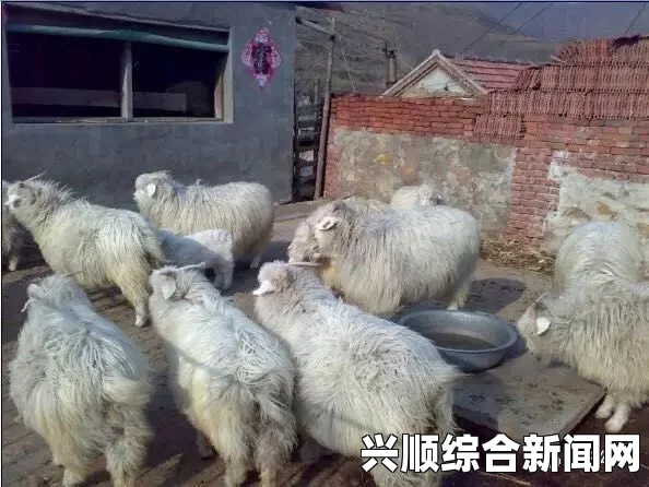人类黎明养羊的挑战与策略，如何成功养殖十只羊