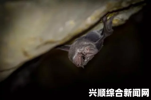 美国粪便银行，有偿收购粪便制成粪便胶囊供服用