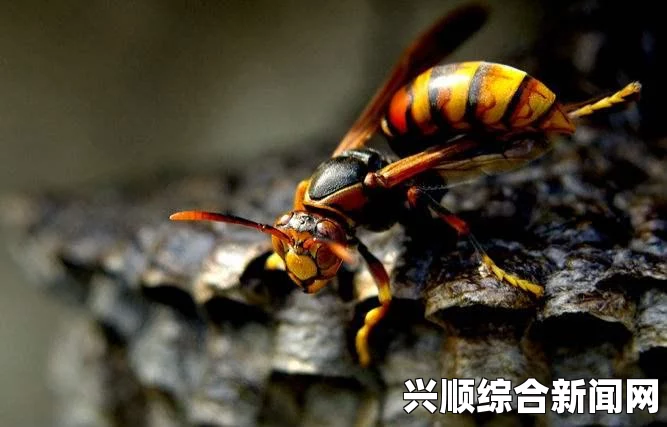 死亡细胞5细胞难度通关视频攻略