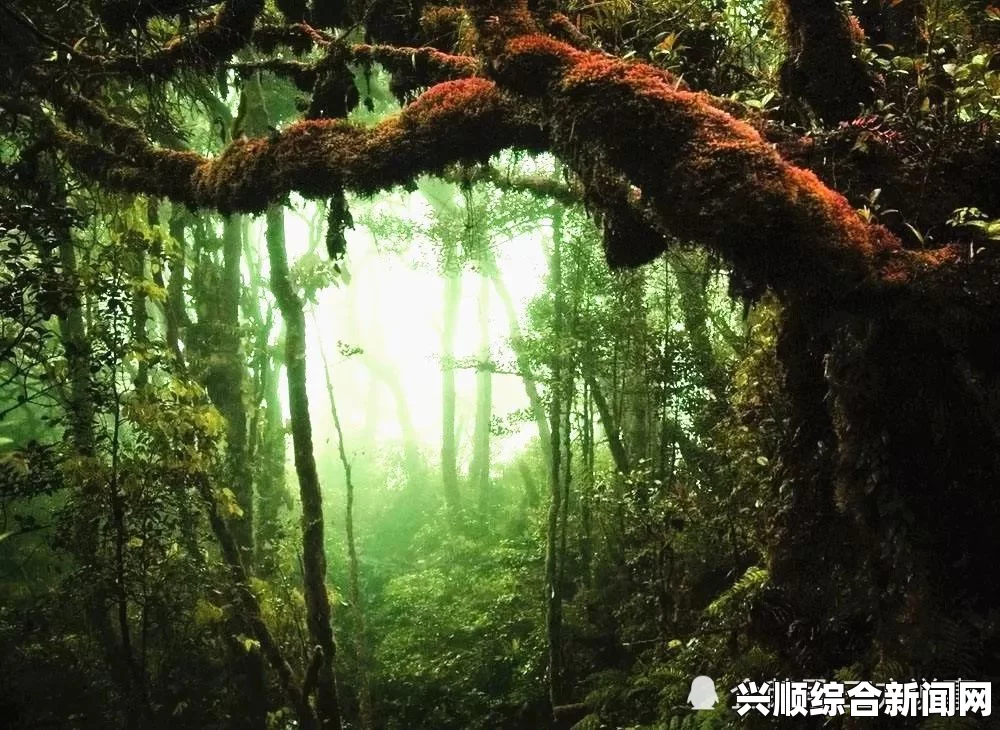 森林结局是什么，自然生态的终极命运