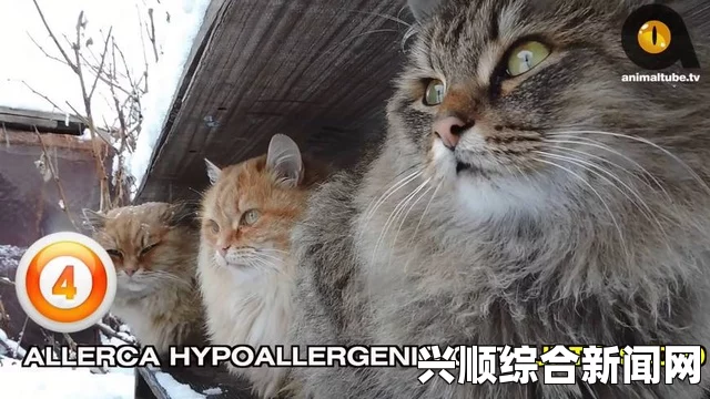 澳大利亚天价喵星人，买主为宠物猫豪掷千金购置豪华住所，价值逾十万