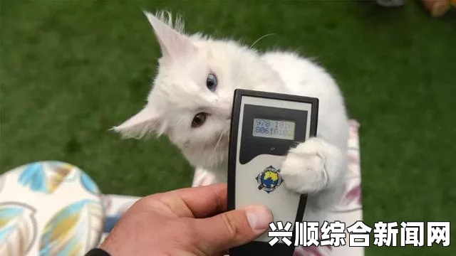 澳大利亚喵星人价值十万，买主豪掷千金为宠物猫购屋