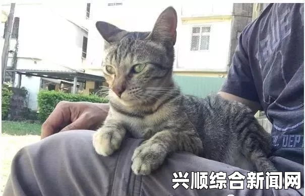 澳大利亚喵星人价值十万，买主豪掷千金为宠物猫购屋