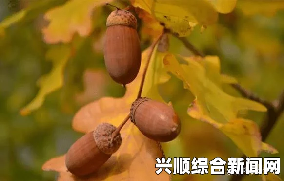 死人之国橡果出处探索