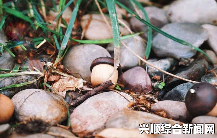 死人之国橡果出处探索