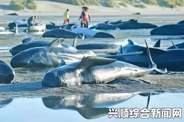 海洋塑料垃圾危机，每年1500万生物因塑料而死亡，恶化趋势令人担忧