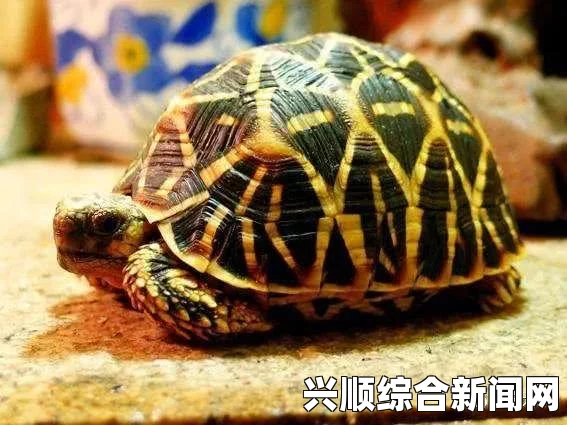 全境封锁2战略设备箱的寻找方法