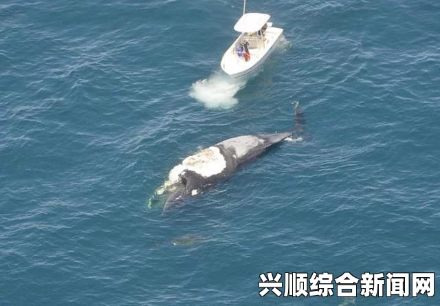男子弃船爬上鲸鱼尸体却身处捕食鲨鱼群中