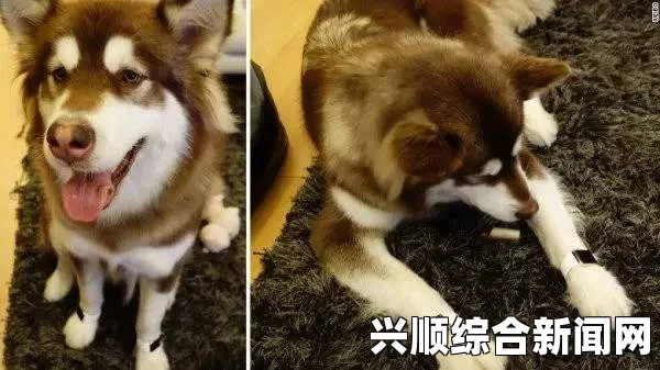澳大利亚女子涉嫌贩毒被查，手机内惊现与狗兽交视频—案件深度剖析