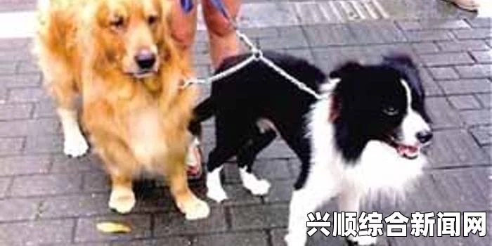 澳大利亚女子贩毒案揭秘，手机内惊现狗兽交视频深度剖析