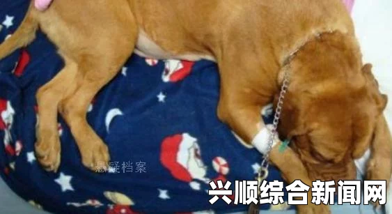 澳大利亚女子涉嫌贩毒被查，手机内惊现与狗兽交视频—案件深度剖析